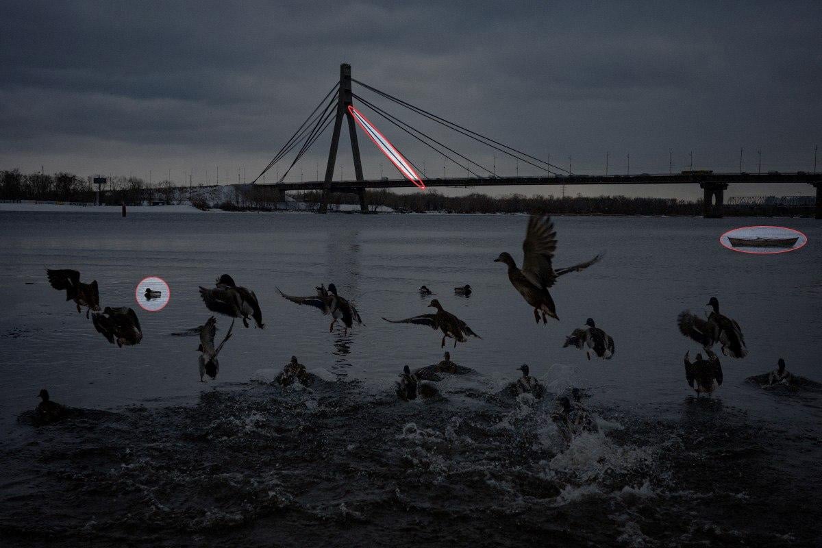 Znajdź 3 różnice na zdjęciu z kaczkami w 10 sekund: niesamowita łamigłówka