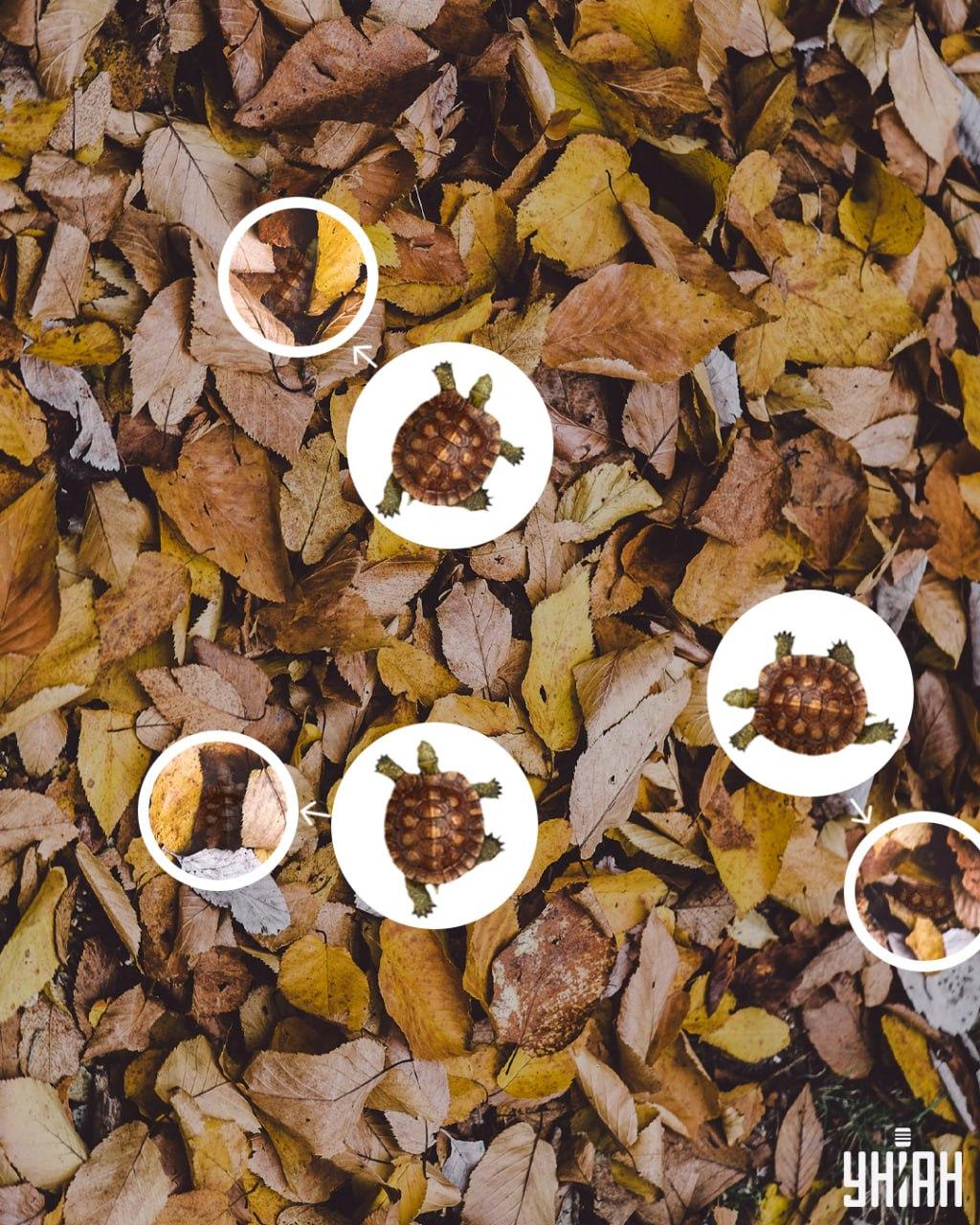 Skorupy żółwi można łatwo pomylić z pożółkłymi liśćmi / kolaż Moje