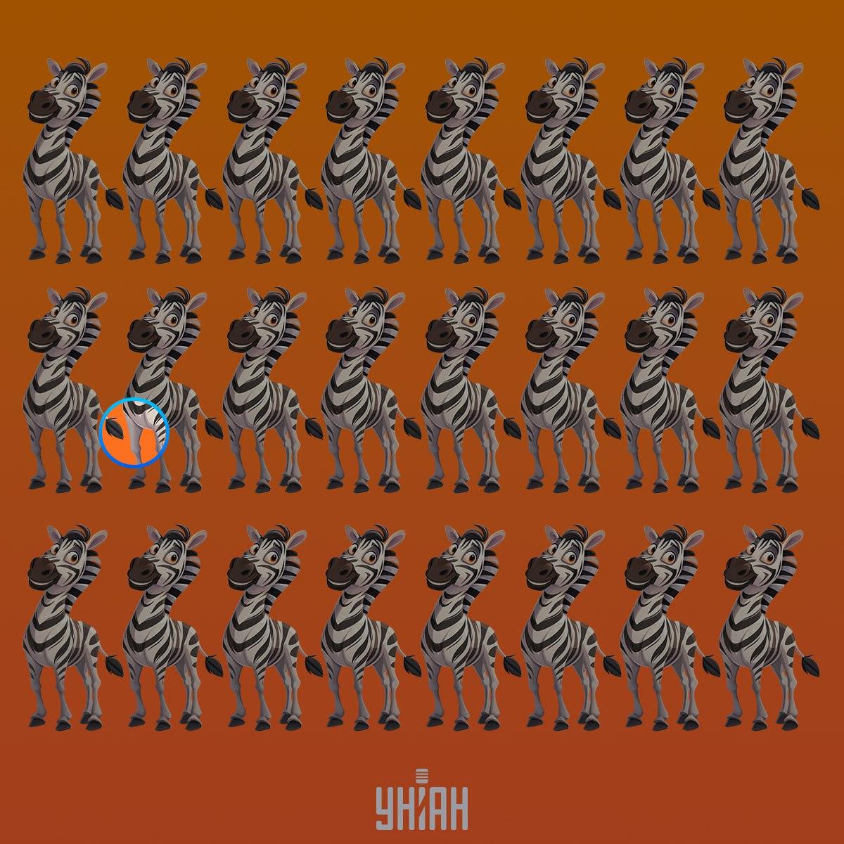 Dziwna zebra znalazła się w drugiej linii od góry / kolaż Moje