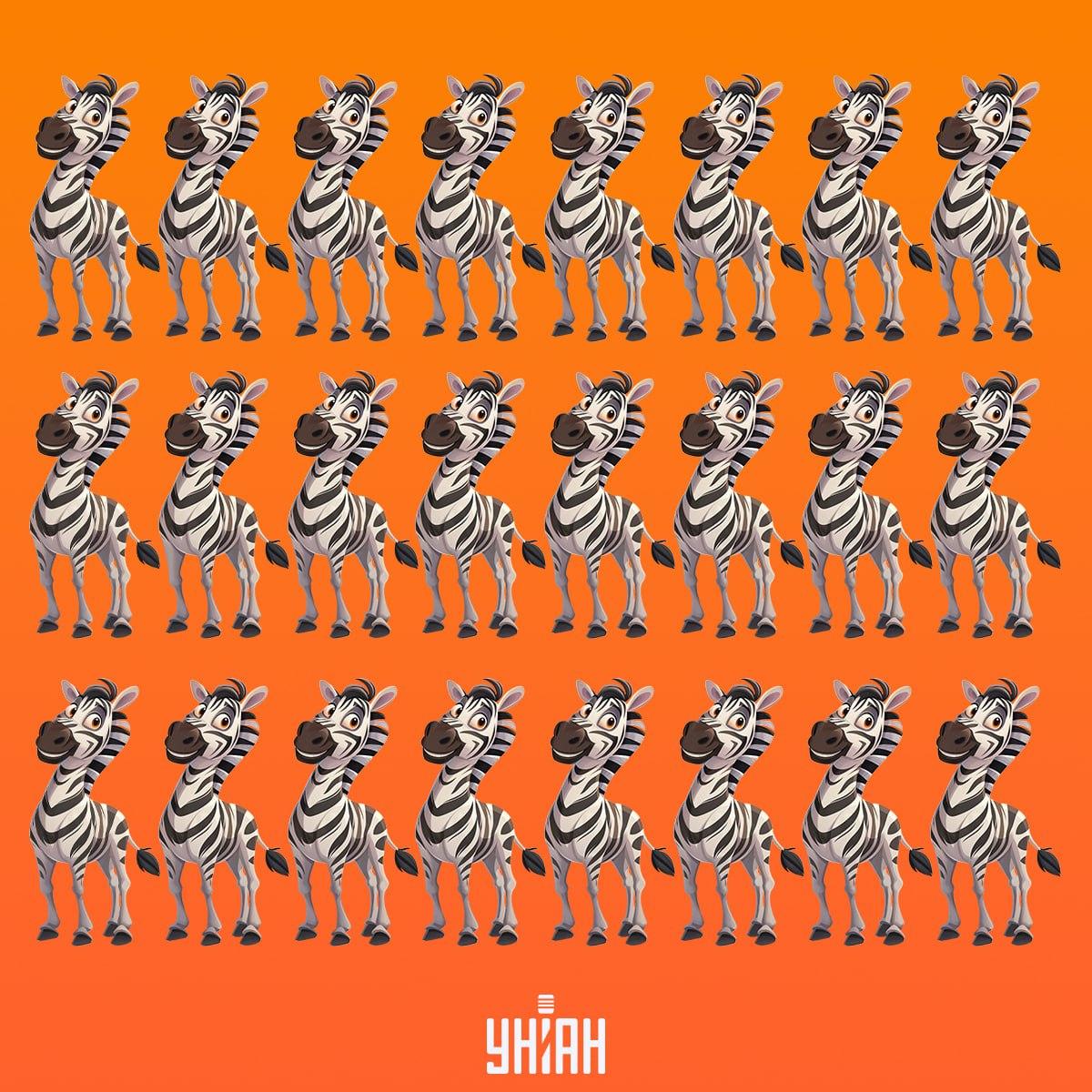 Nadszedł czas, aby znaleźć zebrę, która nie jest taka jak inne / kolaż Moje