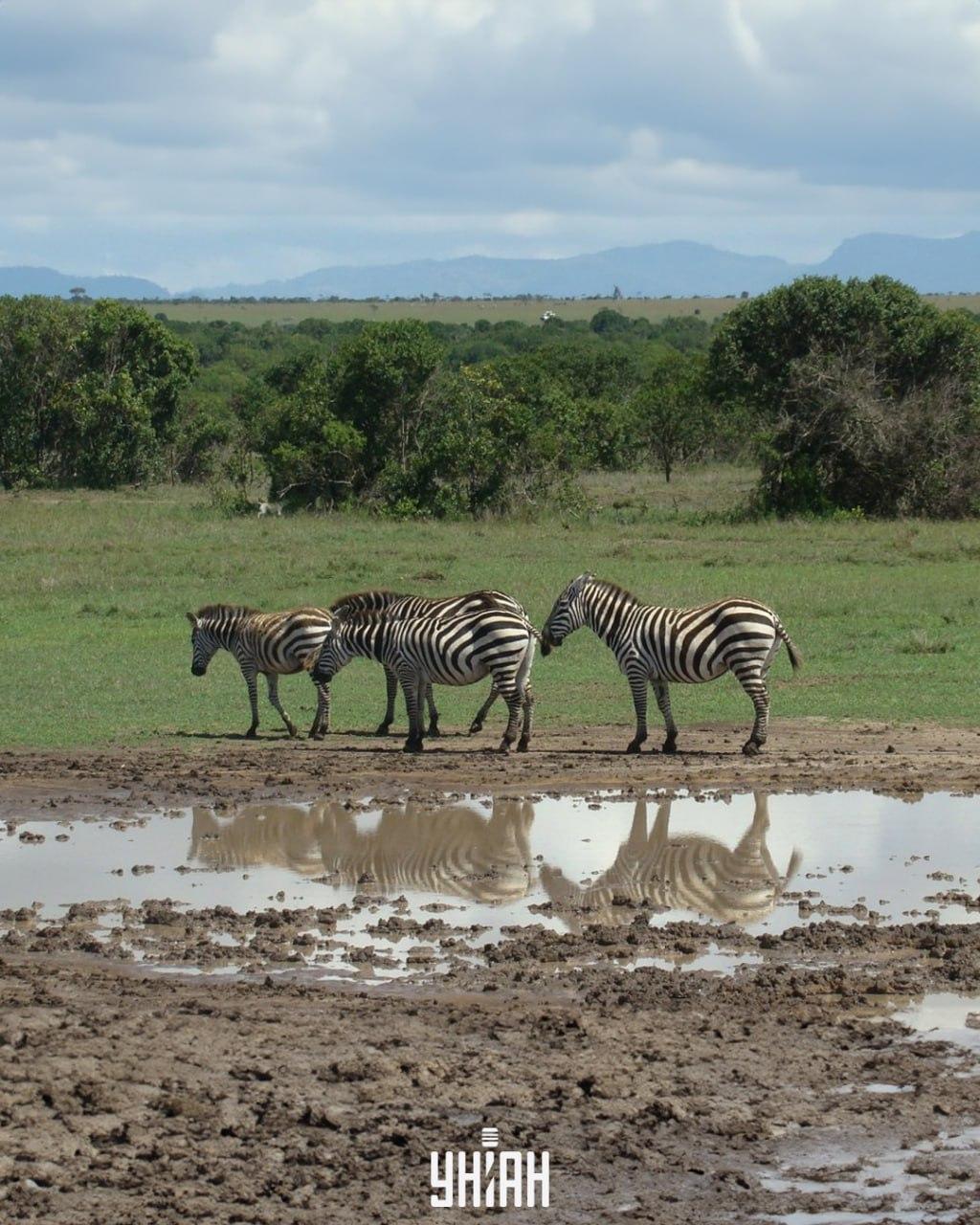 Trzeba znaleźć psa na czas / kolaż ze zdjęciem Moje