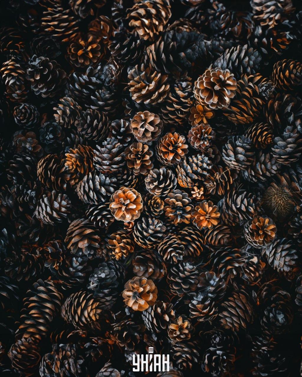 Konieczne jest znalezienie jeża wśród szyszek / kolaż Moje