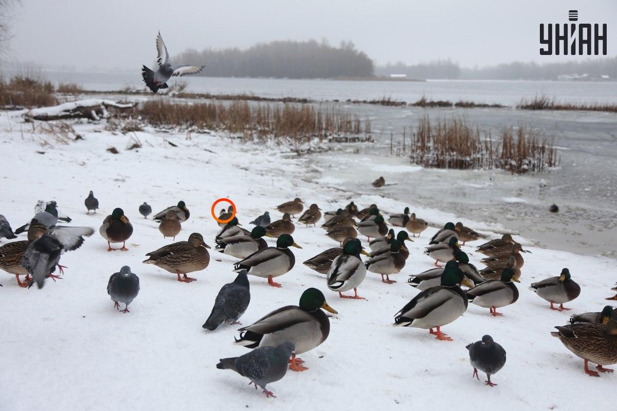 Wróbel ukrywał się w pobliżu centrum złudzeń optycznych / kolaż z Moje fot.