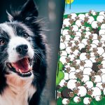 Gdzie ukrywa się pies: tylko nieliczni znajdą go wśród owiec