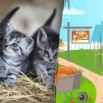 Łamigłówka dla miłośników kotów: musisz znaleźć trzy mruczki w ogrodzie