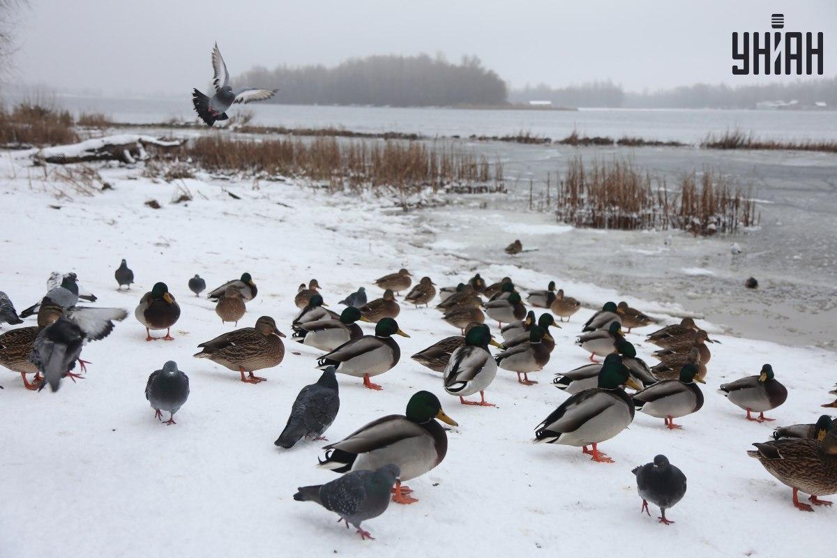 Znajdź wróbla w kilka sekund / kolaż ze zdjęciem Moje