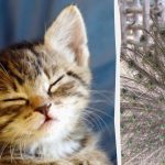 Wszyscy widzą pawia, a tylko ludzie z wysokim IQ znajdą