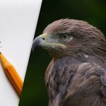 Znajdź orła w 8 sekund: sprytna iluzja optyczna do testów