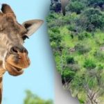 Znajdź wszystkie zwierzęta na obrazku w 10 sekund: łamigłówka, którą